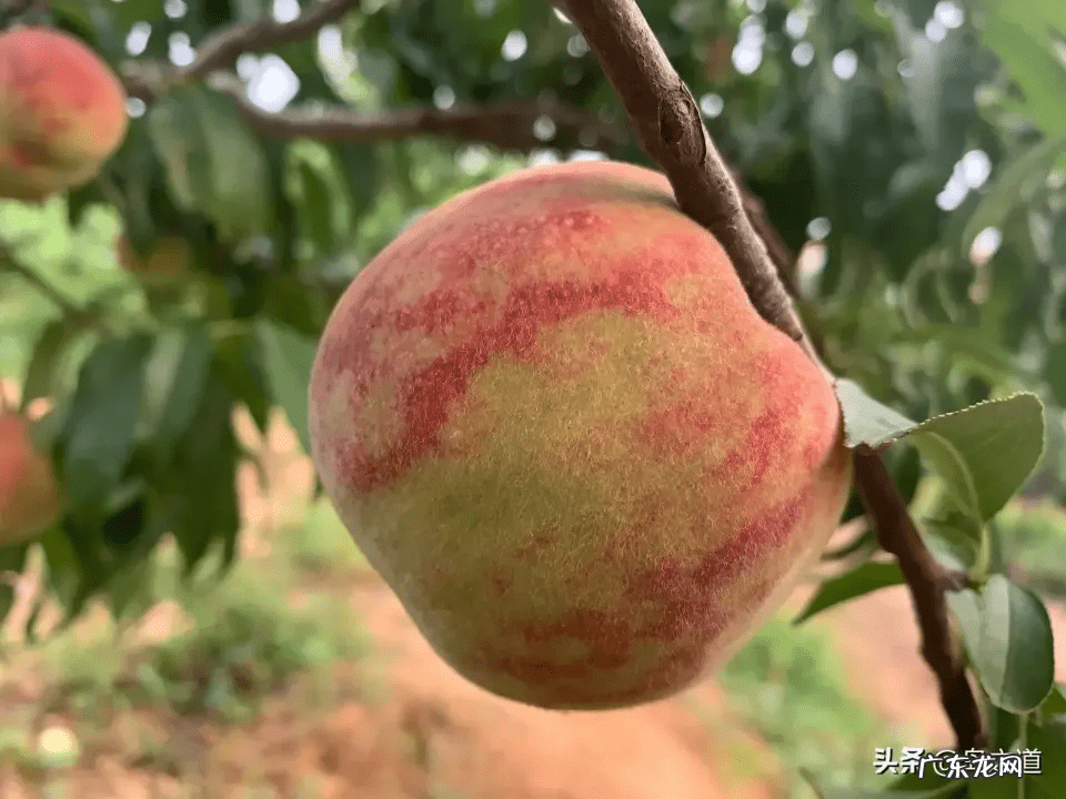 桃树风水起什么作用 碧桃树风水作用