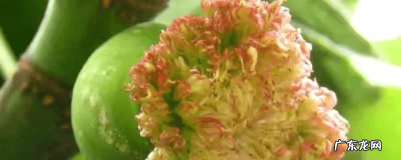 桃树风水起什么作用 碧桃树风水作用