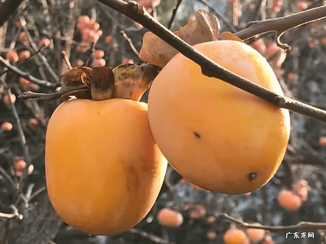 桃树风水起什么作用 碧桃树风水作用