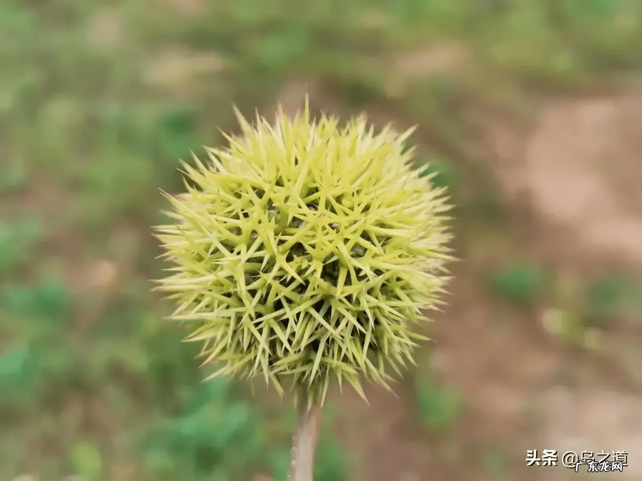 桃树风水起什么作用 碧桃树风水作用