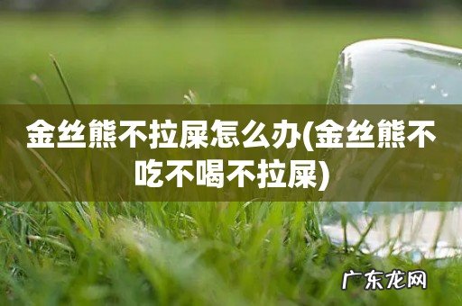 金丝熊不吃不喝不拉屎 金丝熊不拉屎怎么办