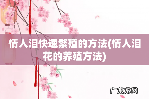 情人泪花的养殖方法 情人泪快速繁殖的方法