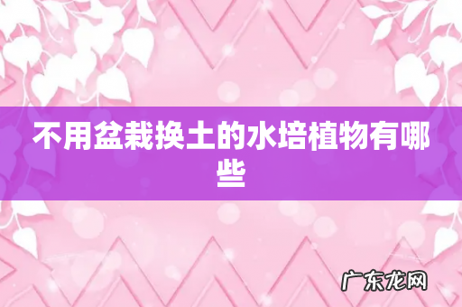 不用盆栽换土的水培植物有哪些