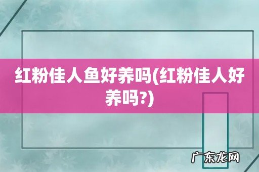 红粉佳人好养吗? 红粉佳人鱼好养吗