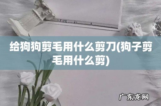 狗子剪毛用什么剪 给狗狗剪毛用什么剪刀