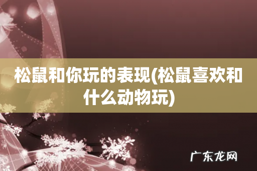 松鼠喜欢和什么动物玩 松鼠和你玩的表现