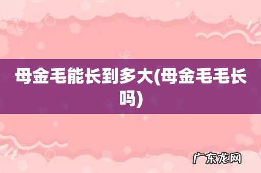 母金毛毛长吗 母金毛能长到多大