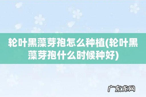 轮叶黑藻芽孢什么时候种好 轮叶黑藻芽孢怎么种植