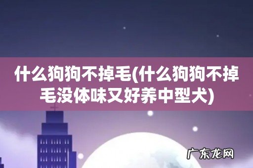 什么狗狗不掉毛没体味又好养中型犬 什么狗狗不掉毛