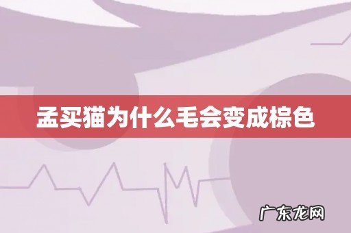 孟买猫为什么毛会变成棕色