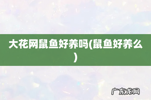 鼠鱼好养么 大花网鼠鱼好养吗