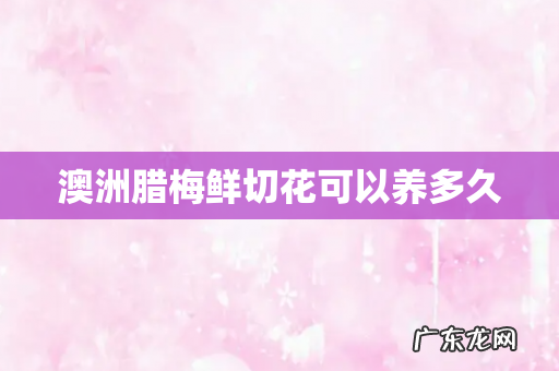 澳洲腊梅鲜切花可以养多久