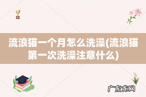 流浪猫第一次洗澡注意什么 流浪猫一个月怎么洗澡