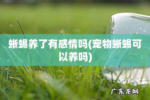 宠物蜥蜴可以养吗 蜥蜴养了有感情吗