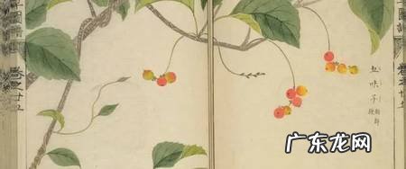 冬至养生茶饮:二子延寿茶