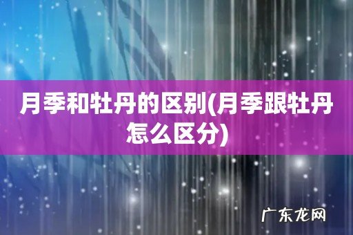 月季跟牡丹怎么区分 月季和牡丹的区别