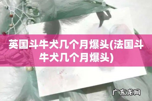 法国斗牛犬几个月爆头 英国斗牛犬几个月爆头