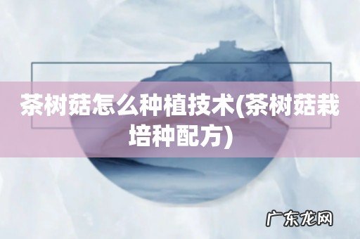 茶树菇栽培种配方 茶树菇怎么种植技术