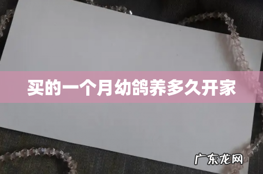 买的一个月幼鸽养多久开家