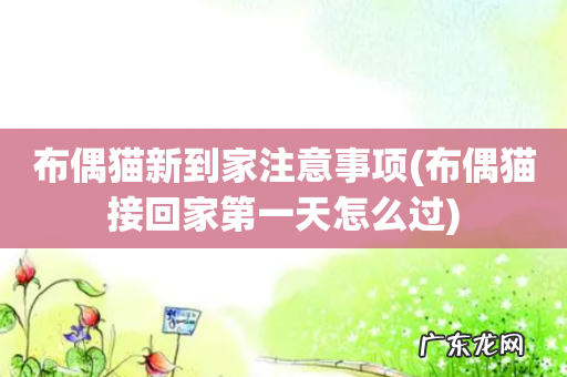 布偶猫接回家第一天怎么过 布偶猫新到家注意事项