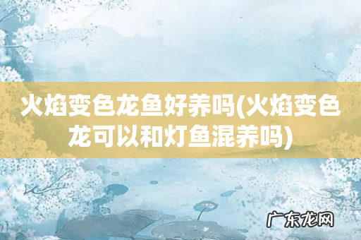 火焰变色龙可以和灯鱼混养吗 火焰变色龙鱼好养吗