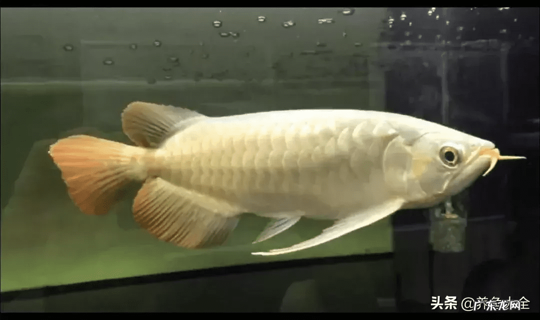 金龙出水什么意思 风水中金龙是何作用