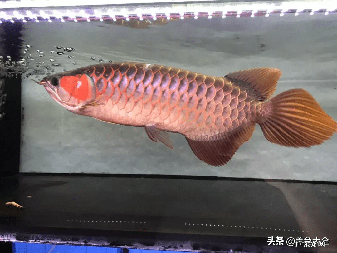 金龙出水什么意思 风水中金龙是何作用