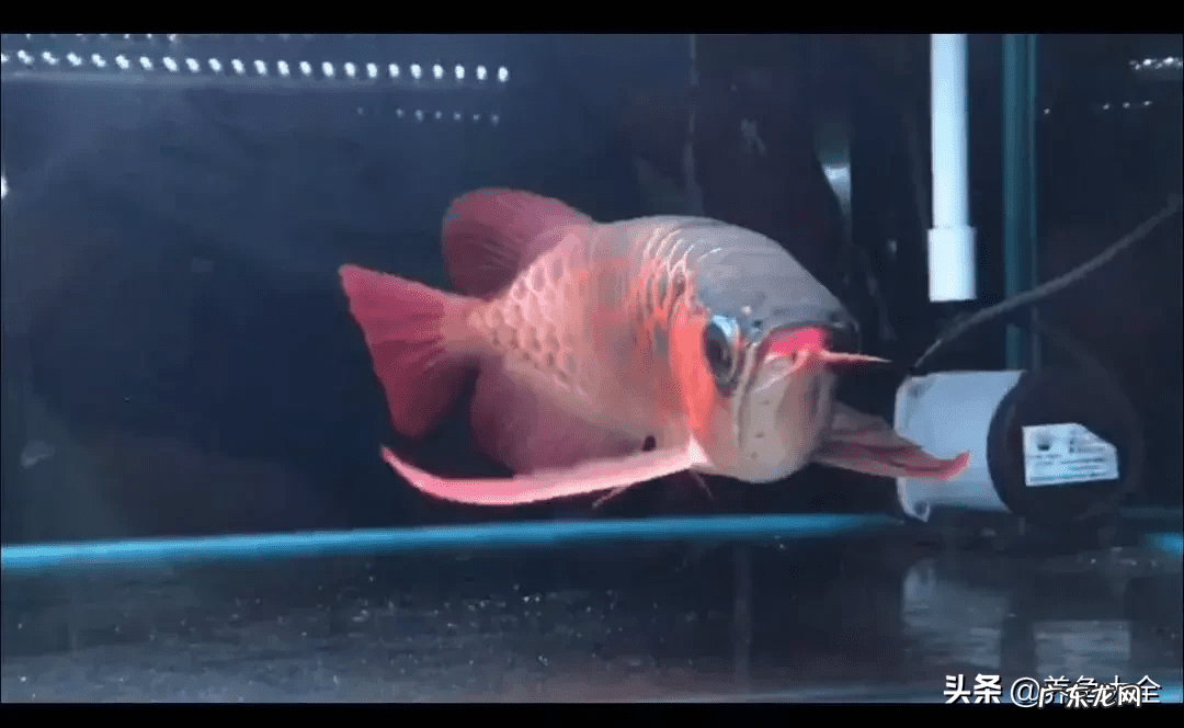 金龙出水什么意思 风水中金龙是何作用