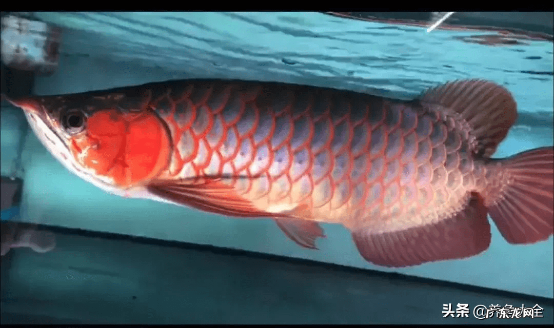 金龙出水什么意思 风水中金龙是何作用