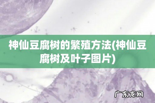 神仙豆腐树及叶子图片 神仙豆腐树的繁殖方法