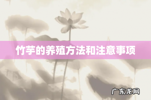 竹芋的养殖方法和注意事项