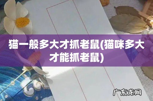 猫咪多大才能抓老鼠 猫一般多大才抓老鼠