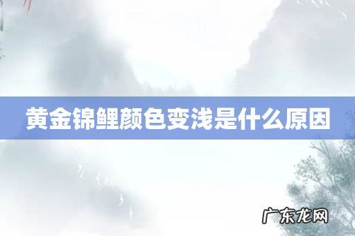 黄金锦鲤颜色变浅是什么原因