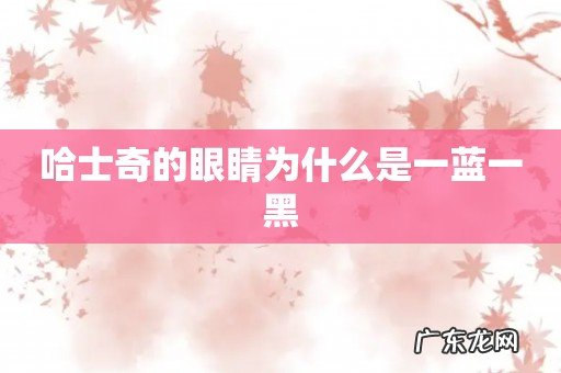 哈士奇的眼睛为什么是一蓝一黑