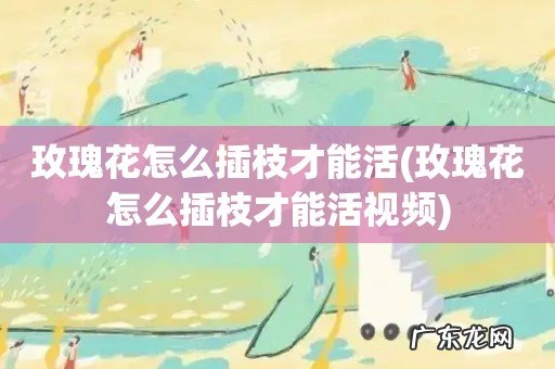 玫瑰花怎么插枝才能活视频 玫瑰花怎么插枝才能活