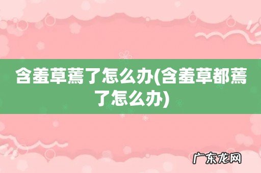 含羞草都蔫了怎么办 含羞草蔫了怎么办