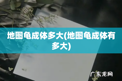 地图龟成体有多大 地图龟成体多大