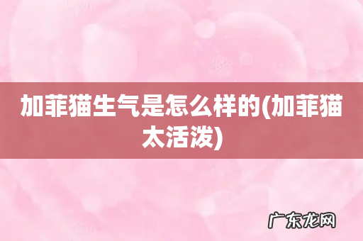加菲猫太活泼 加菲猫生气是怎么样的