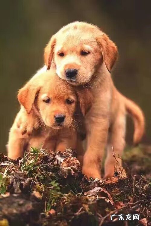 耳朵外轮廓长痣面相图 耳垂肉痣面相