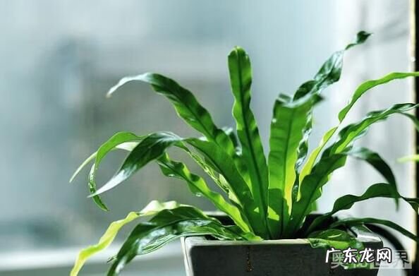 阳宅风水宝地图片 鸟巢风水宝地图