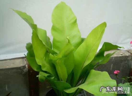 阳宅风水宝地图片 鸟巢风水宝地图