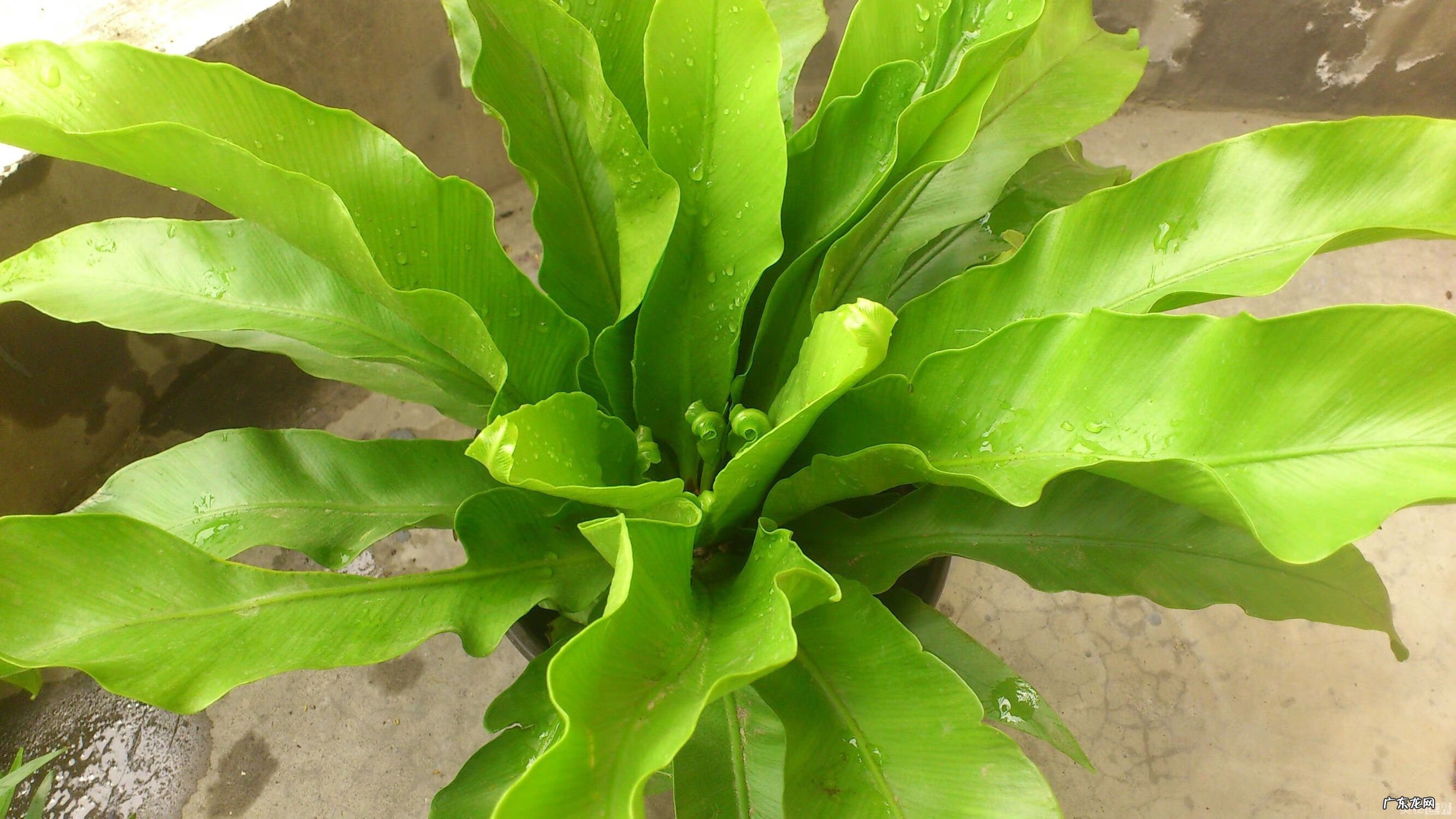 阳宅风水宝地图片 鸟巢风水宝地图