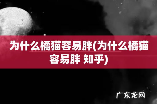 为什么橘猫容易胖 知乎 为什么橘猫容易胖