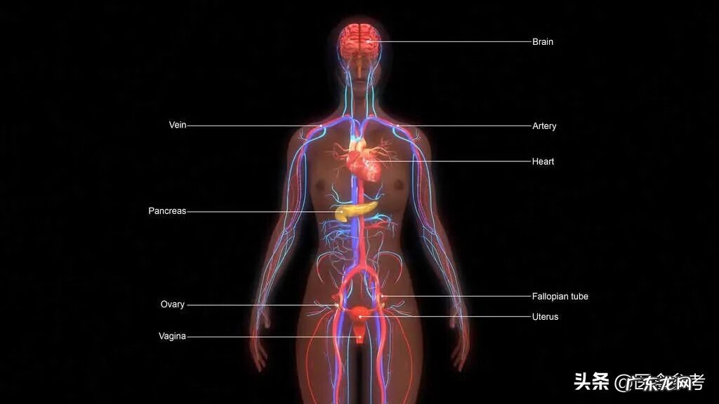 补血食材 补气补血食品