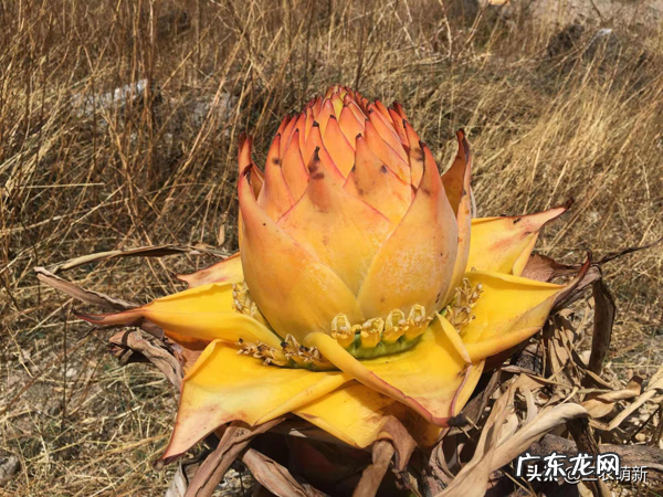 金心百合竹好养吗 金边百合竹风水