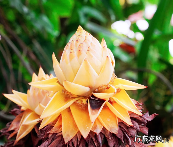 金心百合竹好养吗 金边百合竹风水