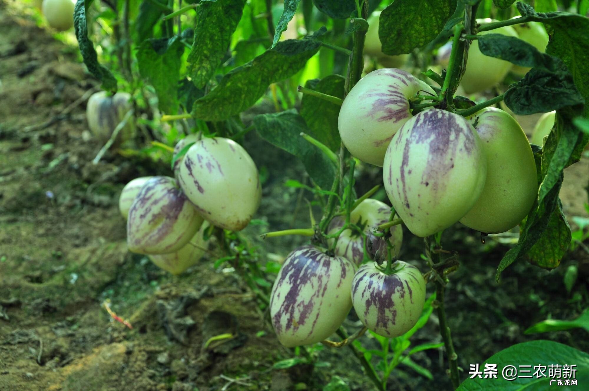 金心百合竹好养吗 金边百合竹风水