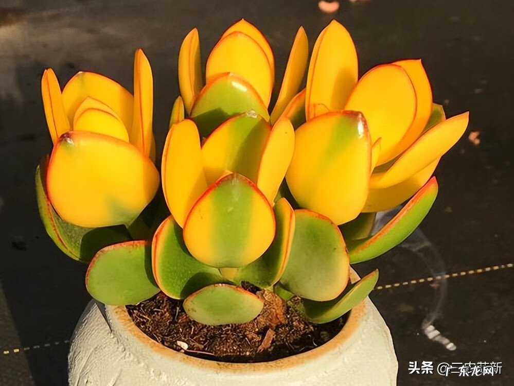 金心百合竹好养吗 金边百合竹风水