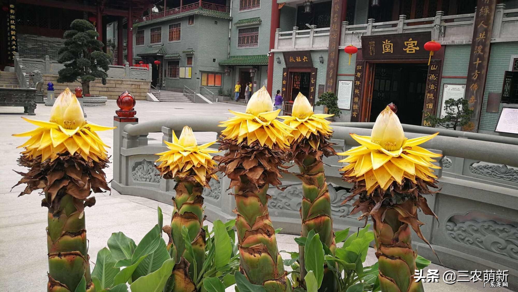 金心百合竹好养吗 金边百合竹风水