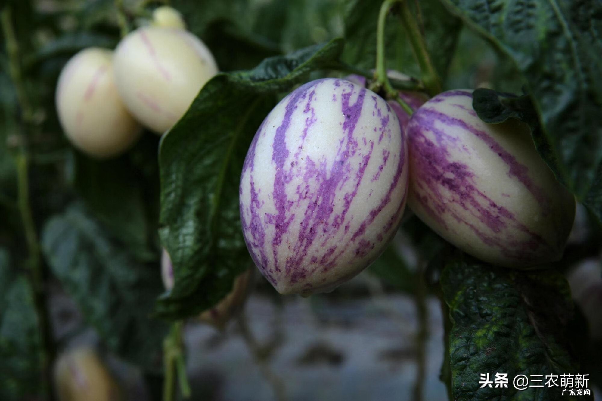 金心百合竹好养吗 金边百合竹风水